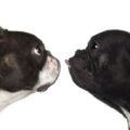 french bulldog and boston terrier face to face