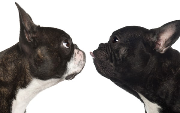 french bulldog and boston terrier face to face