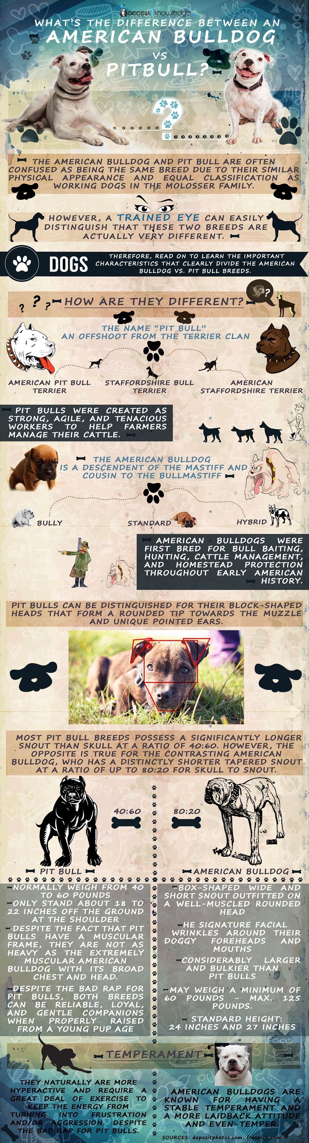 differences between american bulldog and pitbull