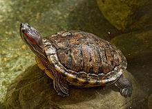 What do turtles eat? Turtle Diet