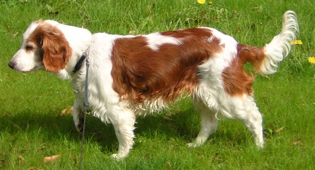 Protective Dog Breeds: Welsh springer spaniel