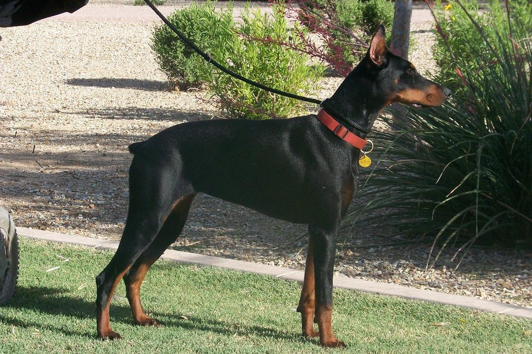 What Are the Most Protective Dog Breeds?