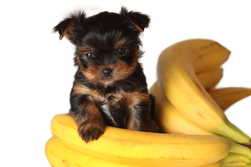 "can dogs eat bananas dog with bananas can dogs eat banana can dog eat banana can dogs eat banana chips"