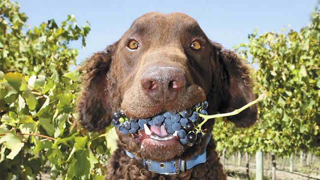 dog grapes