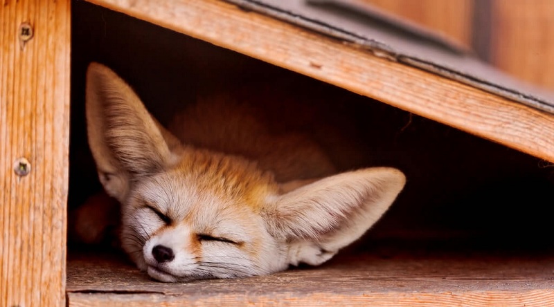 fennec fox as a pet