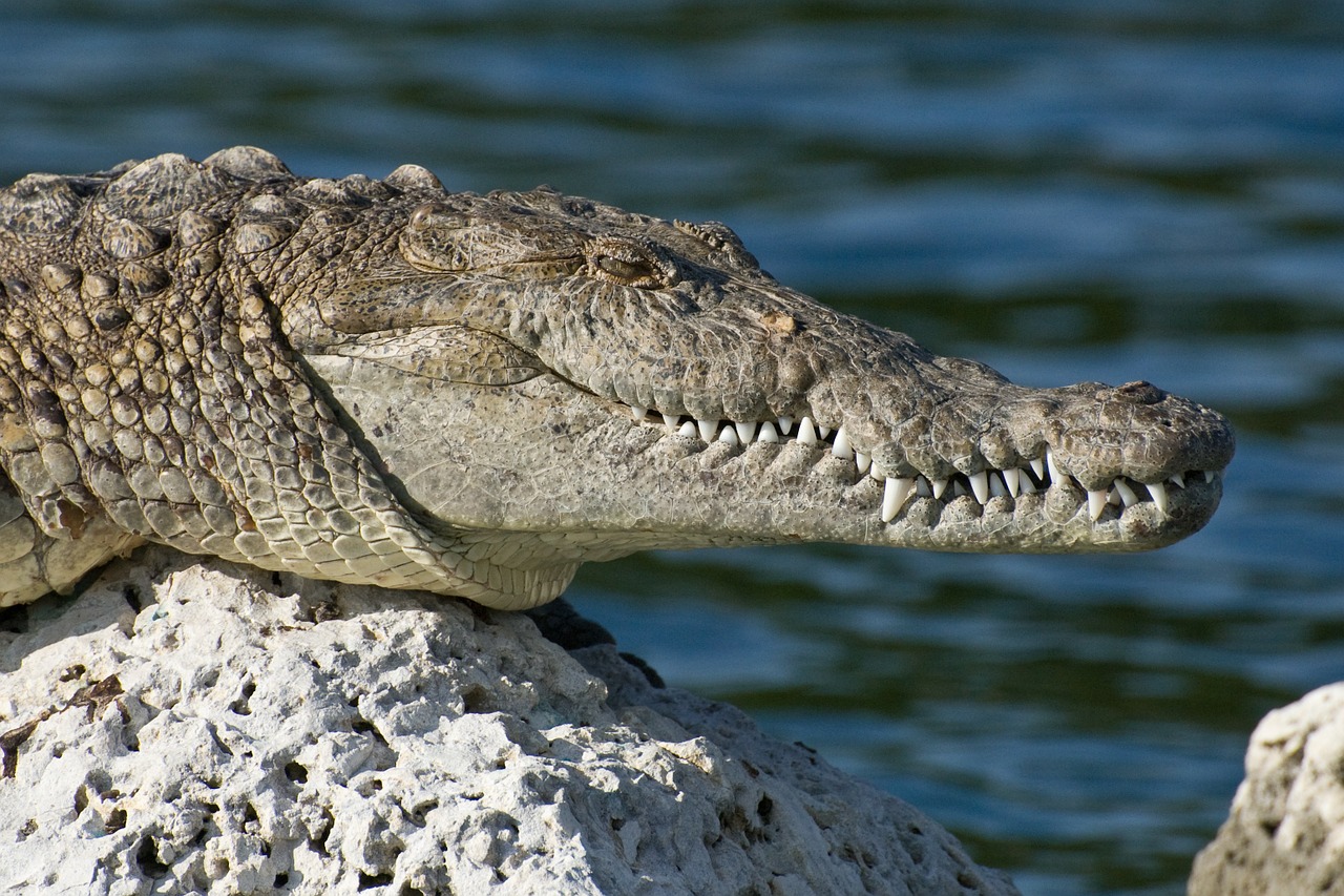 american crocodile leaning on a rock beside a river